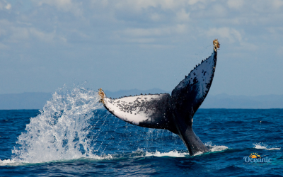 Ballenas jorobadas durante avistamiento en Puerto López, Manabí, Ecuador