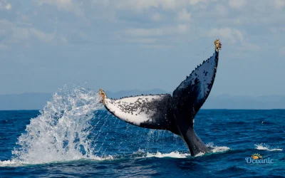 Ballenas jorobadas durante avistamiento en Puerto López, Manabí, Ecuador