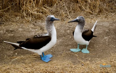 Piqueros de patas azules en Isla de la Plata, Ecuador